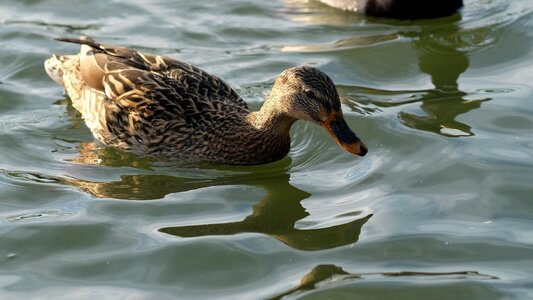 Pond mallard duck water bird photo