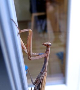 Close up flight insect fishing locust
