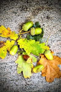 Discolored leaves green brown