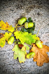 Discolored leaves green brown photo