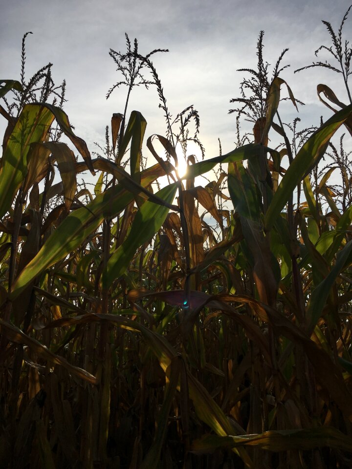 Harvest nature field