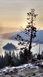 Island pine sunset