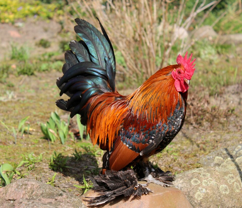 Feather hahn agriculture