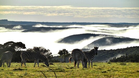Animal nature wilderness
