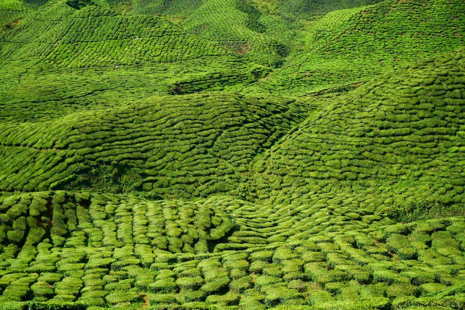 Landscape plant tea plantation