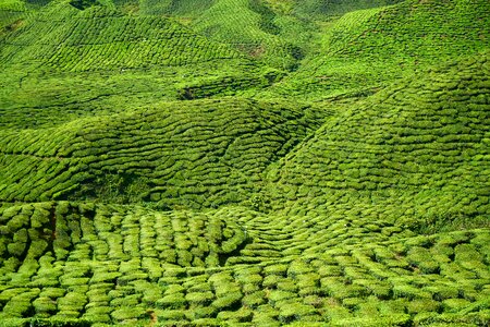 Landscape plant tea plantation