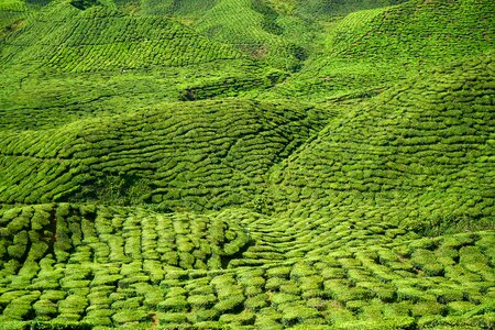 Landscape plant tea plantation photo