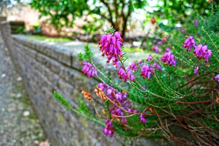 Blooming heather pink erica