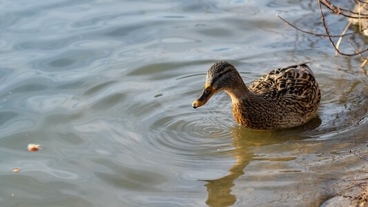 Pond water bird mallard duck photo