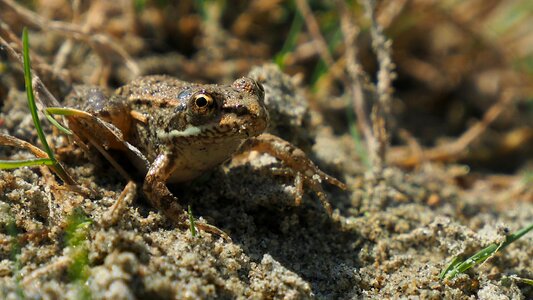 Frog sand amphibians