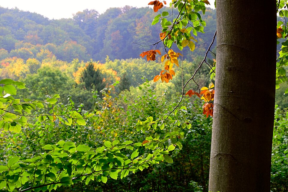 Autumn forest nature autumn colours