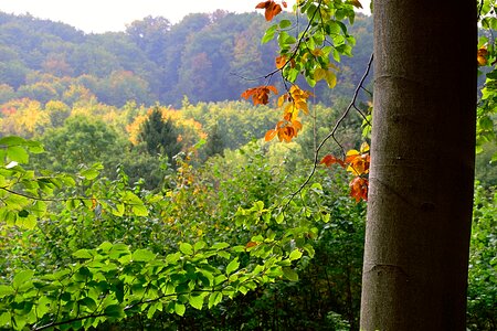 Autumn forest nature autumn colours