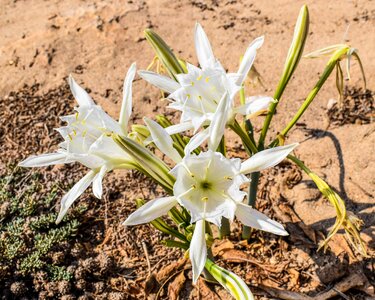 Sand plant flora