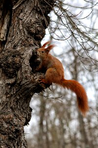 Animal nature forest