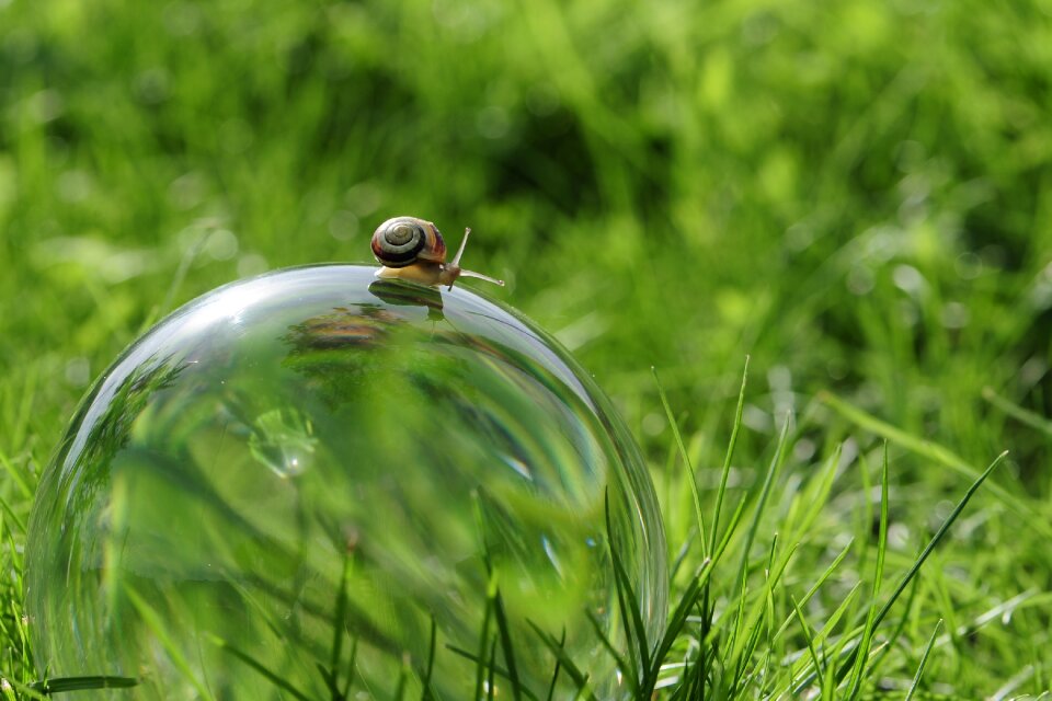 Nature globe image ball