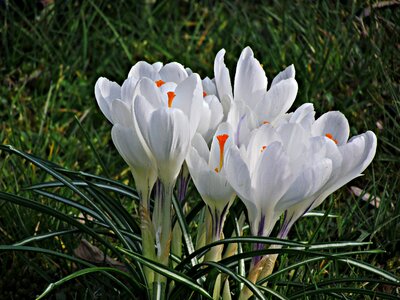 Nature flowers meadow