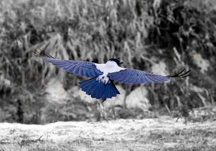 Bird view wild birds fly