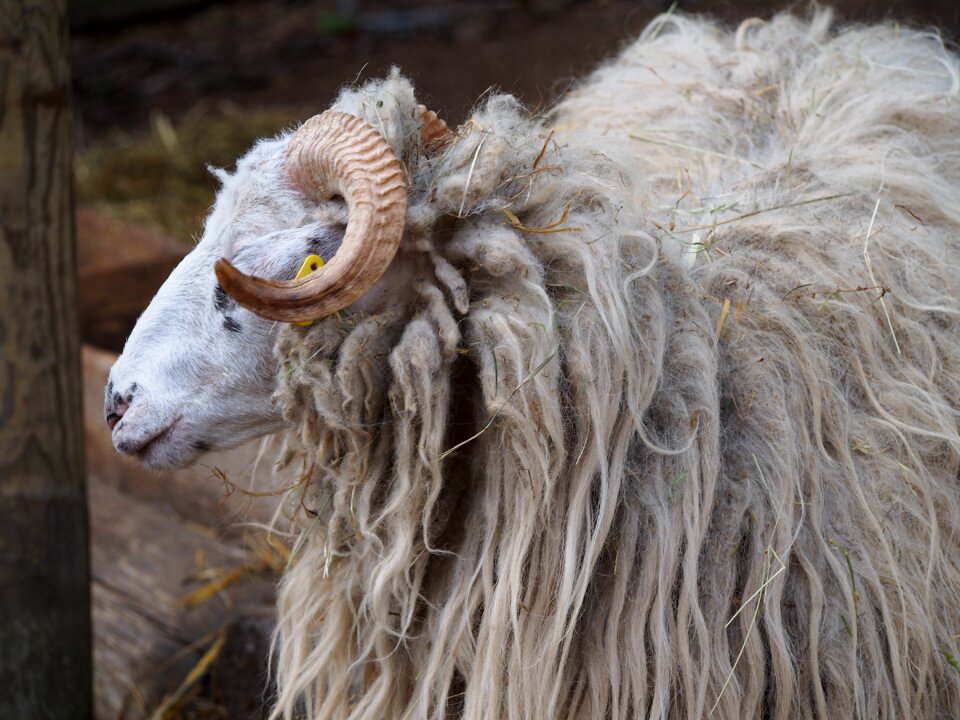 Sheep wave countryside