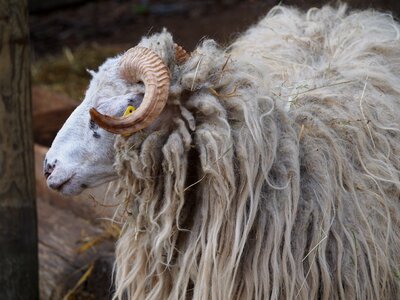 Sheep wave countryside