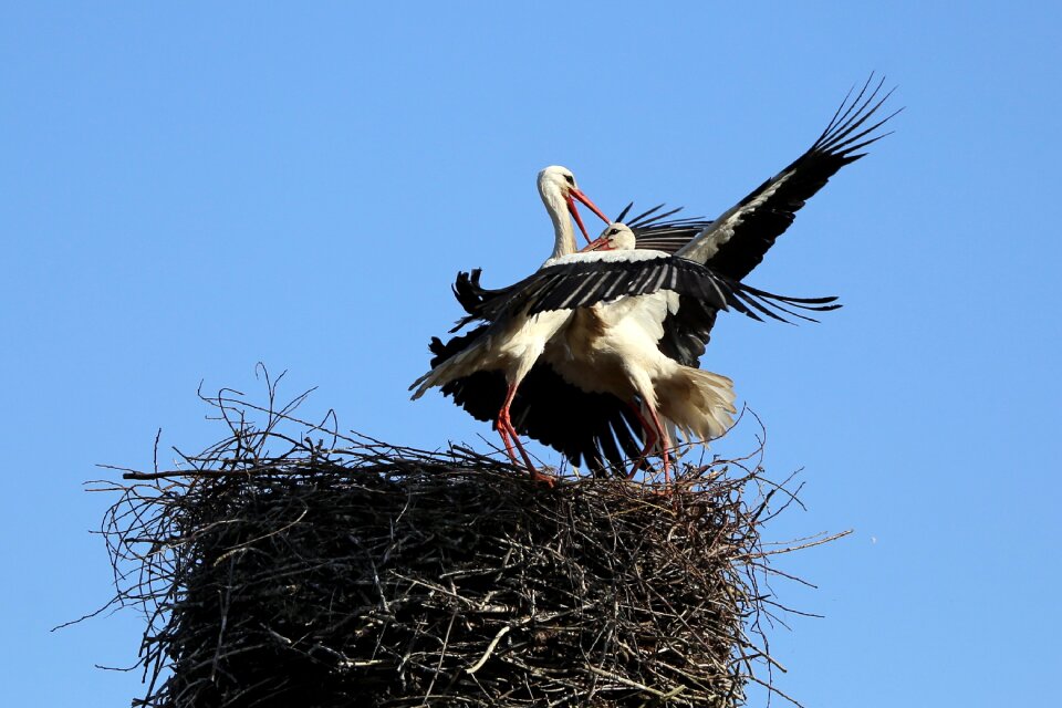 Stork bird the battle for the nest