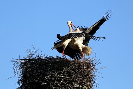 Stork bird the battle for the nest photo