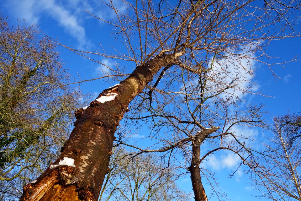 Tree top rising up bare branches