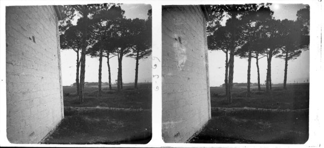 Entre els arbres (SaP 369 06)