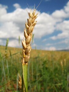 Agriculture field spikes