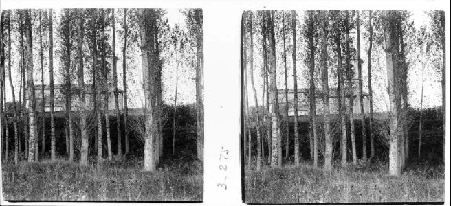 Entre els arbres a Sant Martí de Riudeperes