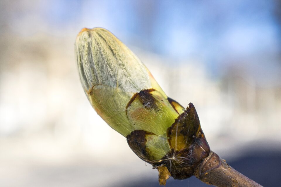 Bud branch macro
