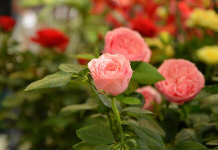 Nature petals pale pink