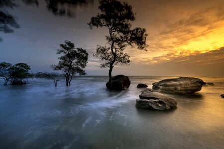 Trees mangrove sunset photo