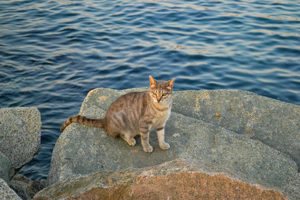 Feral cat animal sea