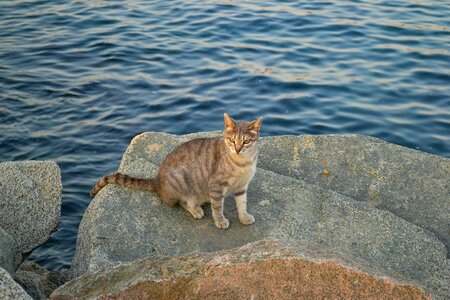 Feral cat animal sea photo