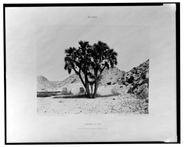 Environs de Fîleh - palmier doum sur la rive orientale du Nil - Félix Teynard. LCCN2001695350