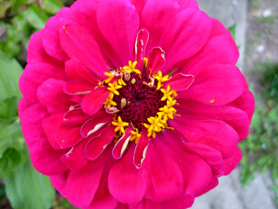 Garden plant composites summer