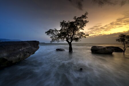 Trees mangrove sunset photo