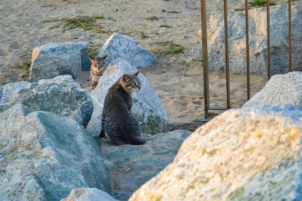 Cats feral cats animals