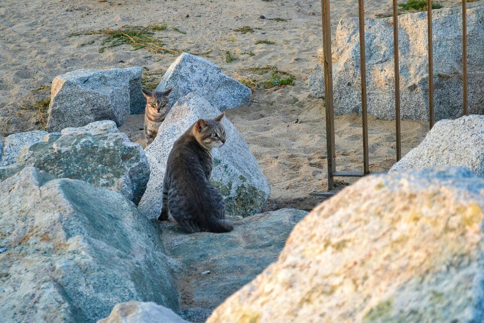 Cats feral cats animals photo