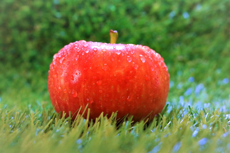 Food summer graze