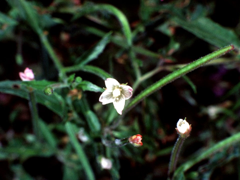 Epilobium coloratum NRCS-1-4x3