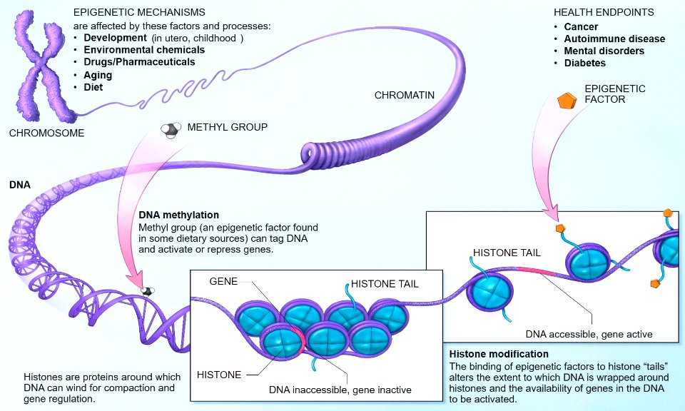 Epigenetic mechanisms