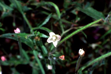 Epilobium coloratum NRCS-1