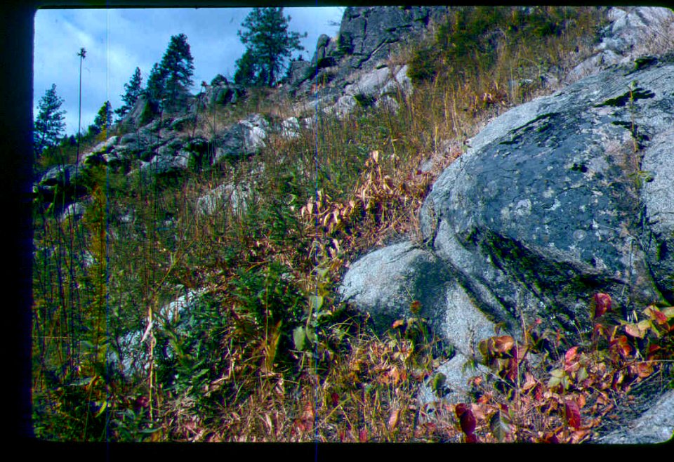 Epipactis gigantea habitat in SW Idaho Fall 1995
