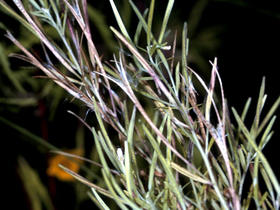 Epilobium leptophyllum NRCS-1-4x3