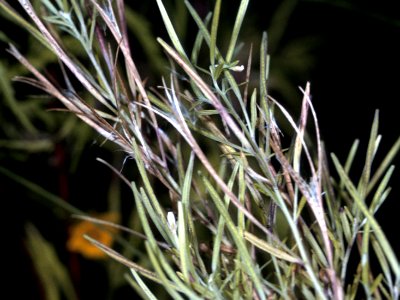 Epilobium leptophyllum NRCS-1-4x3