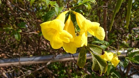 Flower colour blossom