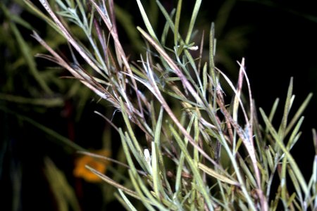 Epilobium leptophyllum NRCS-1