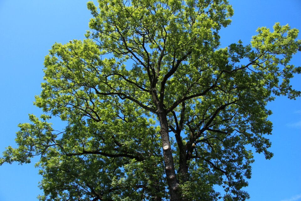 Sky blue aesthetic nature