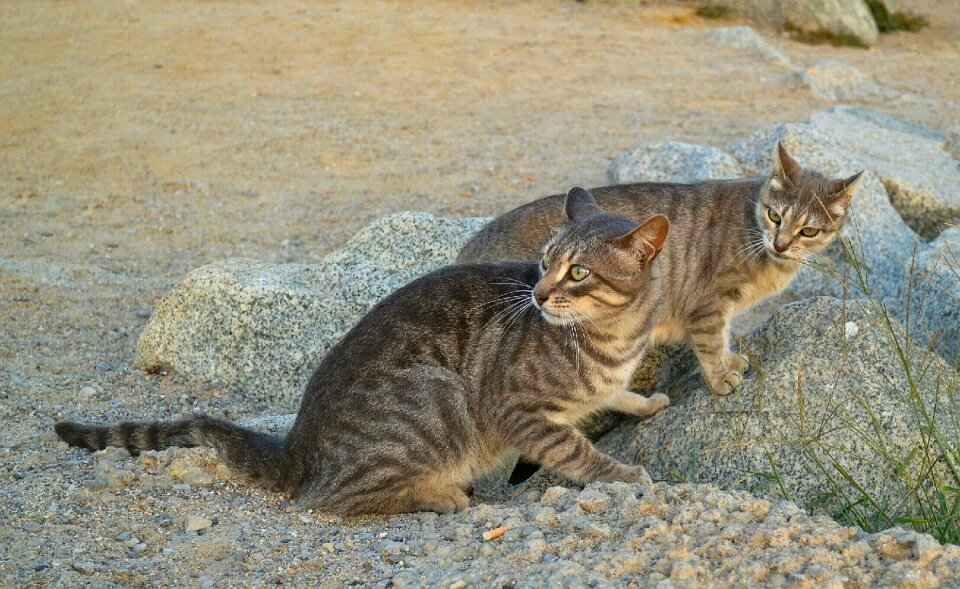 Cats feral cats animals